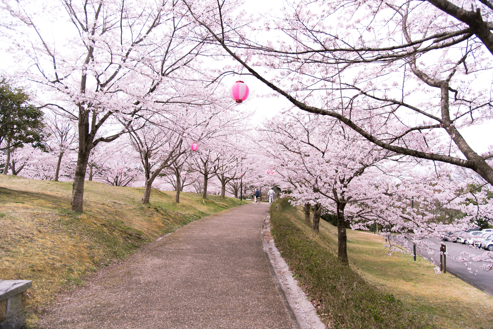 ハンパネエ！湖南市のじゅらくの里の桜が見頃を迎えております！