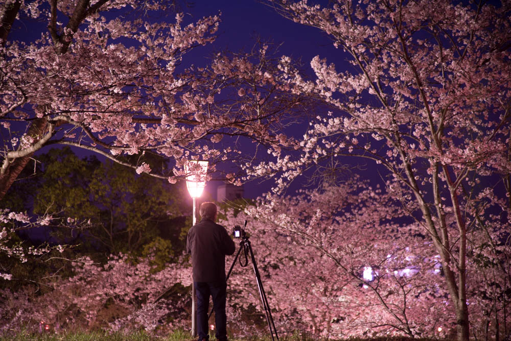 湖南市のにごり池でライトアップされた夜桜を 写真よりも見に行った方が絶対いいです 日刊 湖南市