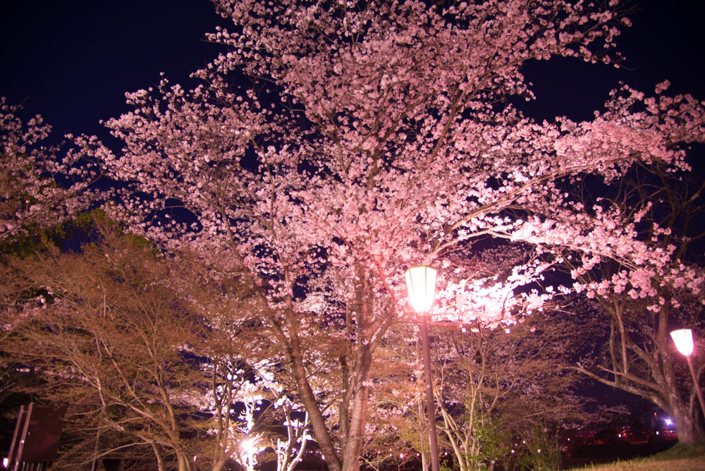 滋賀県地元民おすすめ桜・お花見スポットの一つ、湖南市のにごり池