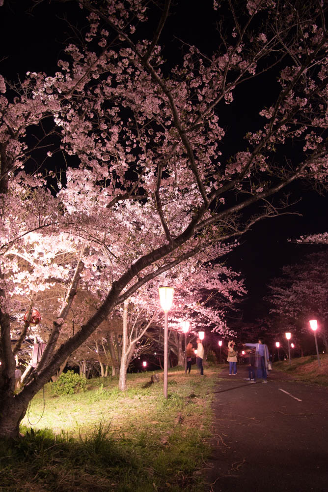 湖南市のにごり池でライトアップされた夜桜を 写真よりも見に行った方が絶対いいです 日刊 湖南市