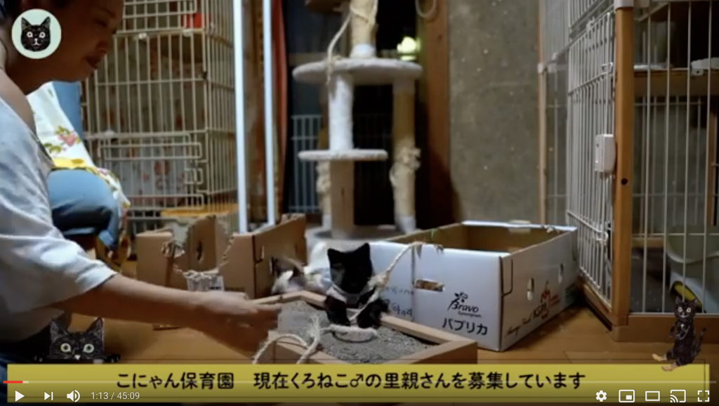 湖南市の黒猫の里親募集中！動画でもその様子が確認できます。